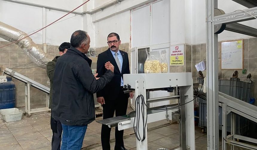 Taşköprü Kaymakamı sarımsak üretim alanını yerinde inceledi