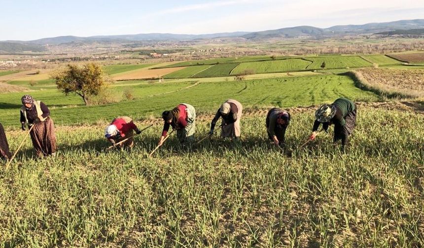 Taşköprü'de kadınlardan sarımsağa bakım mesaisi