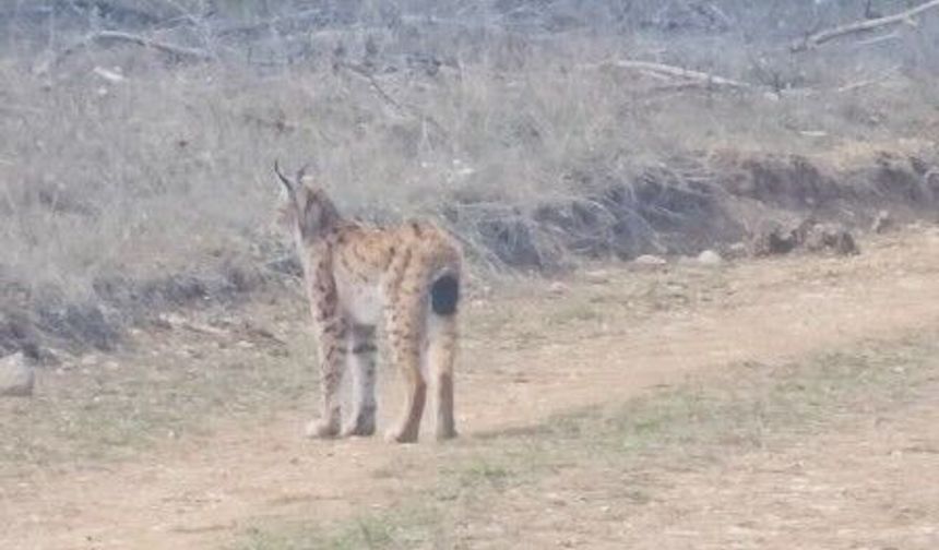 Kastamonu ormanlarında nadir görülen vaşak görüntülendi