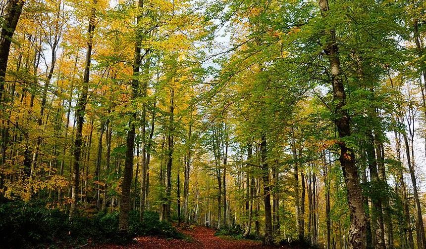 Veriler açıklandı: Türkiye genelinde Karabük 1'inci Kastamonu 3'üncü sırada yer aldı!