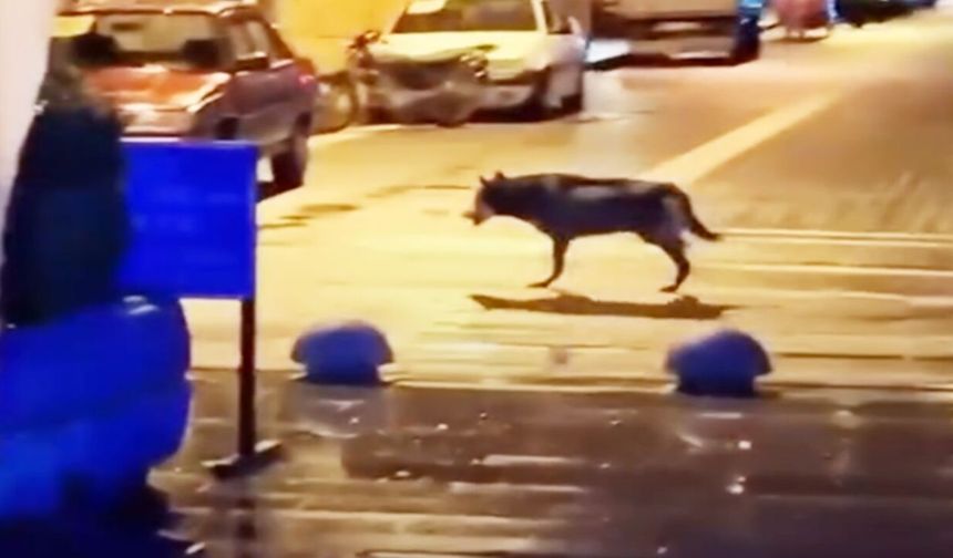 Taşköprü’de gizemli görüntü: Şehir merkezinde kurt iddiası gündem oldu