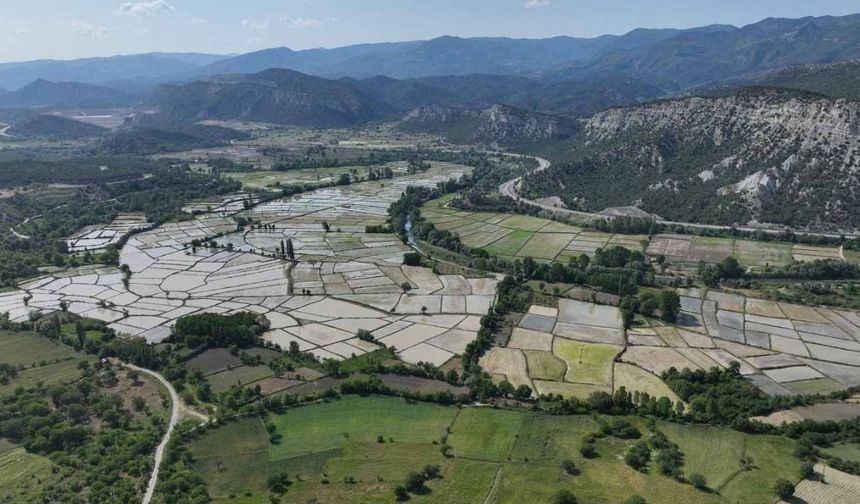 Hanönü’de çeltik mesaisi başladı: Tarlalara ilk can suyu verildi
