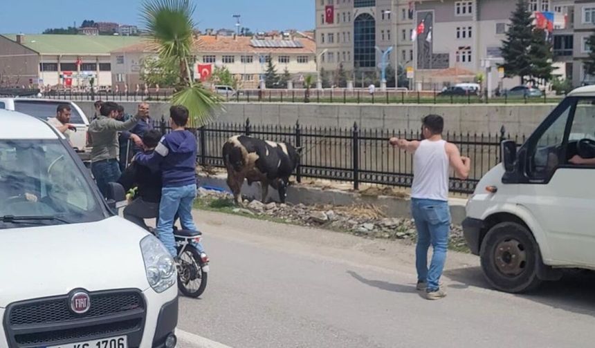 Kastamonu’da firar eden kurbanlık danadan yeni görüntüler geldi: Kaçamadı!