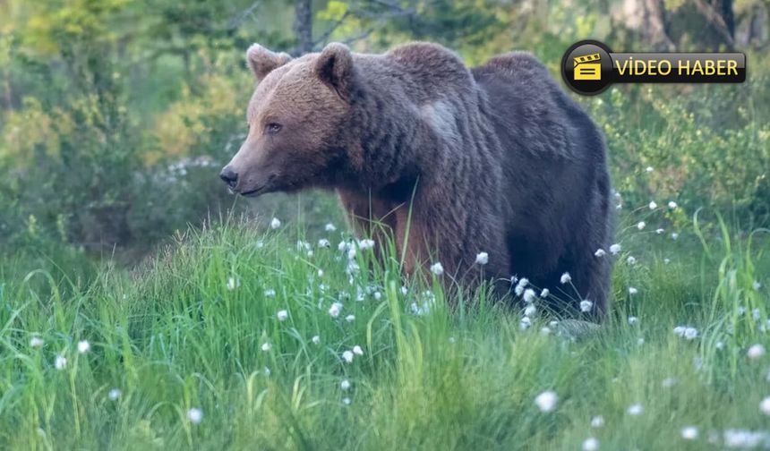 Kastamonu’da panik: Yeniden başladı!
