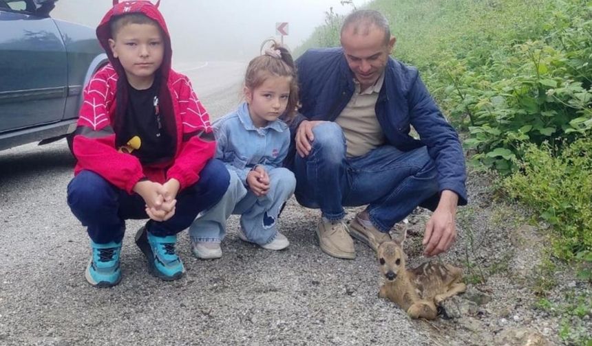 Kastamonu’da yürek ısıtan kurtarma: Yavru karaca tedaviye alındı