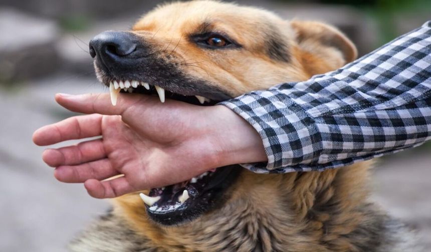 Kastamonu’da kadını köpek ısırdı: Yürüyüş kâbusa döndü!