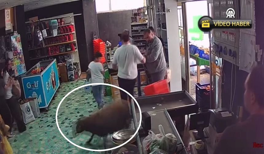 Kastamonu’da kurbanlık kaçtı, markete sığındı: O anlar kamerada