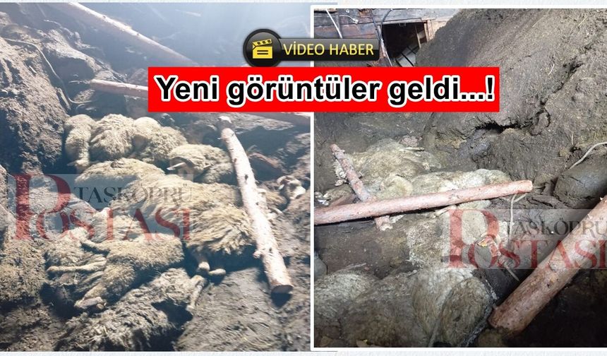Taşköprü'de ahır faciası: Kadın göçükte kaldı, onlarca koyun telef oldu!