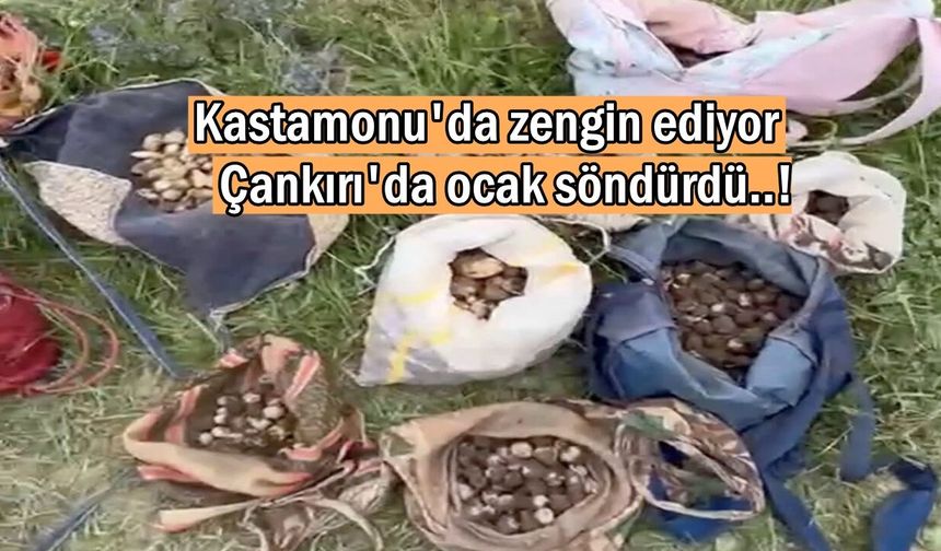 Kastamonu’da kilosu 13 bin lira: Bu hatayı yapanın ocağı söner!