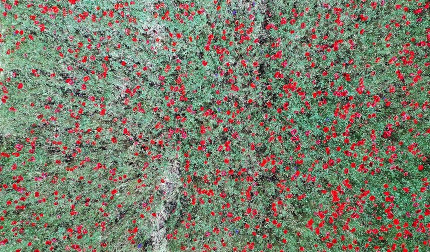Kastamonu’da Gelinciklerle Bezenen Tarla Görsel Şölen Sunuyor