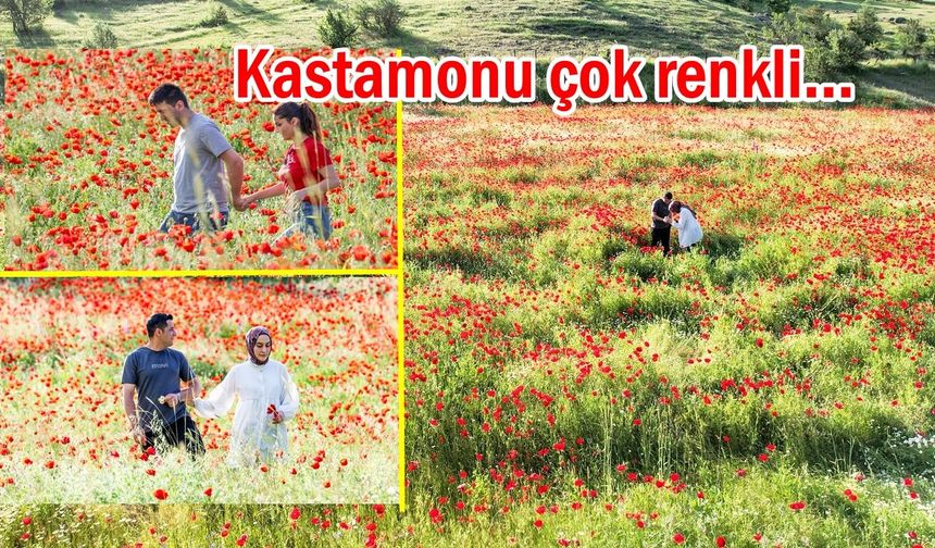 Kastamonu rengarenk çiçeklerle süslendi