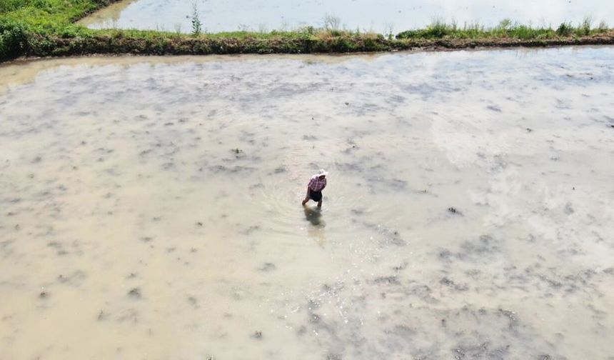 Kastamonu'da ekimine başlandı: Şeker hastaları da yiyebilecek