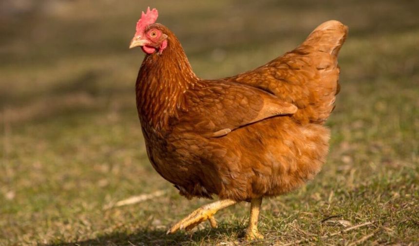 Sokak köpekleri 30 tavuğu telef etti!