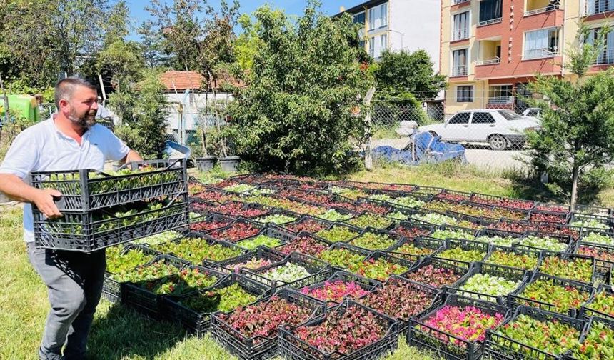Taşköprü, 70 bin çiçekle rengarenk olacak