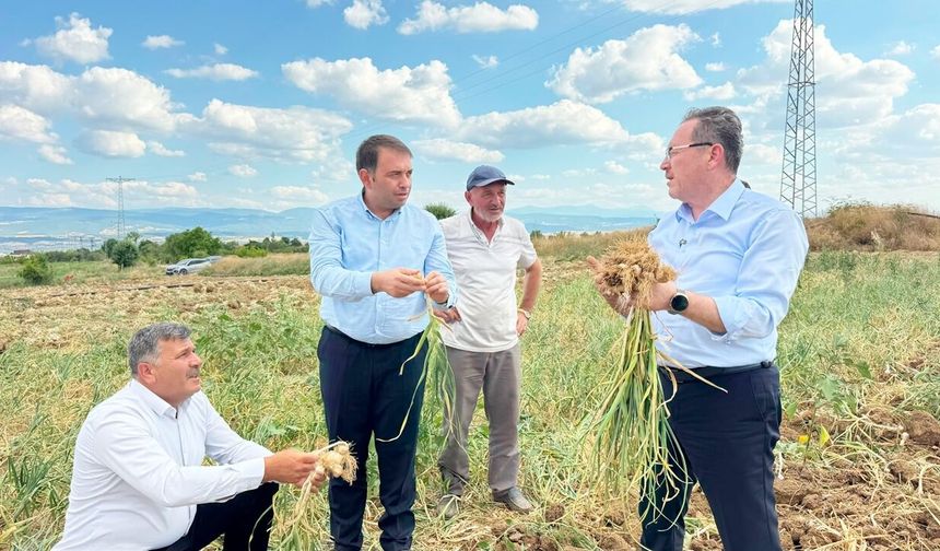 AK Parti'den sarımsak hasadına destek: Taşköprü’de sarımsak hasadı bereketiyle sürüyor