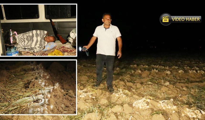 Taşköprü'de 'Beyaz Altın'a silahlı nöbet