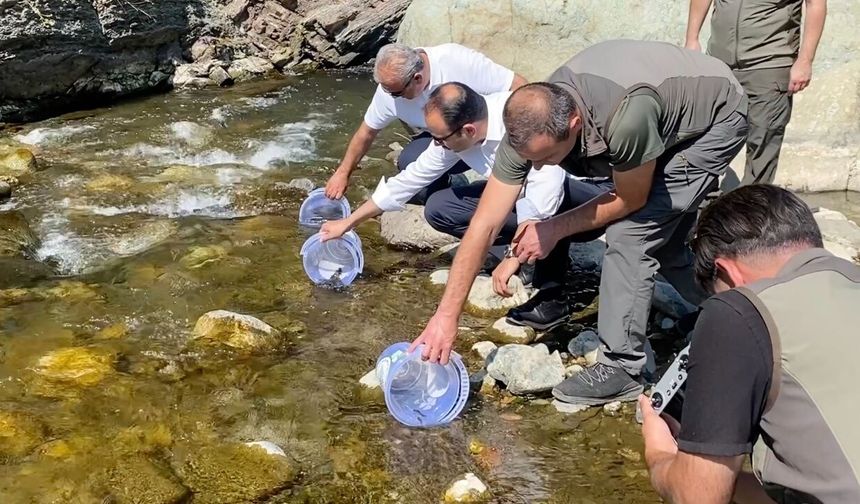 Bozkurt'ta selden etkilenen çaya 15 bin alabalık bırakıldı