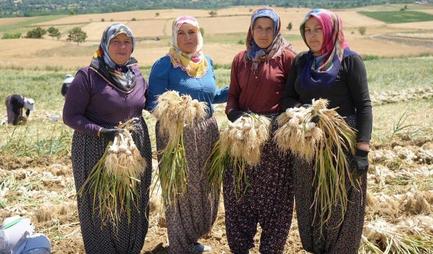 Taşköprü’de sarımsak mesaisi: Kadınların emeği hasada damga vuruyor