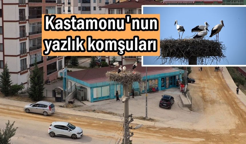 Kastamonu’da leylekler mahalle hayatına renk katıyor: Yazlık komşular