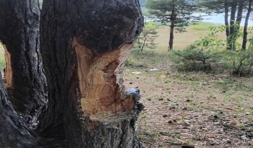 Kastamonu'da doğaya büyük zarar! Beyler Barajı'nda endişelendiren görüntüler