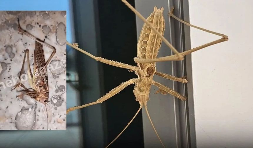Kastamonu’da görülen dev çekirgelerin sırrı çözüldü