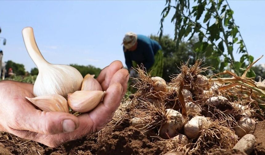 Taşköprü'de 'Beyaz Altın' pazara indi: Sarımsak fiyatları belli oldu