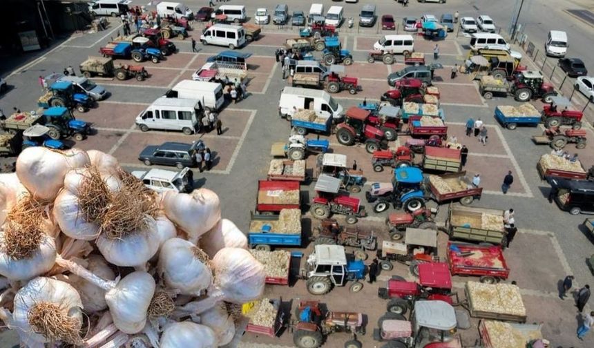 Taşköprü’de ‘beyaz altın’ görücüye çıkıyor
