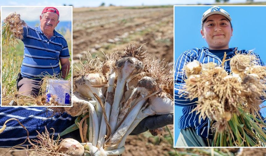 Son dakika: Taşköprü sarımsağında hasat başladı