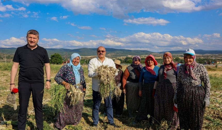 Taşköprü sarımsağında hasat başladı: Başkan Arslan üreticilerle buluştu