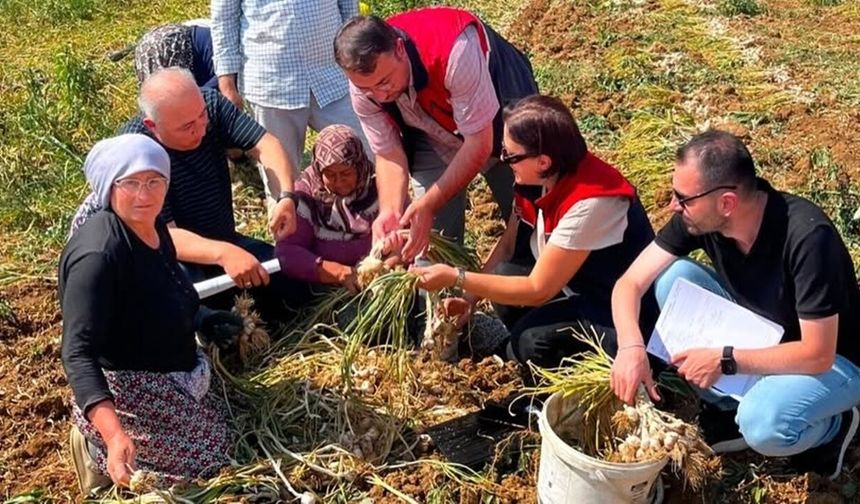 Taşköprü'de ekipler sarımsak tarlalarında: Teker teker inceliyorlar!