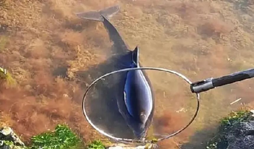 Kastamonu'da yavru yunus kıyıya vurdu: Duyarlı vatandaşlar kurtardı
