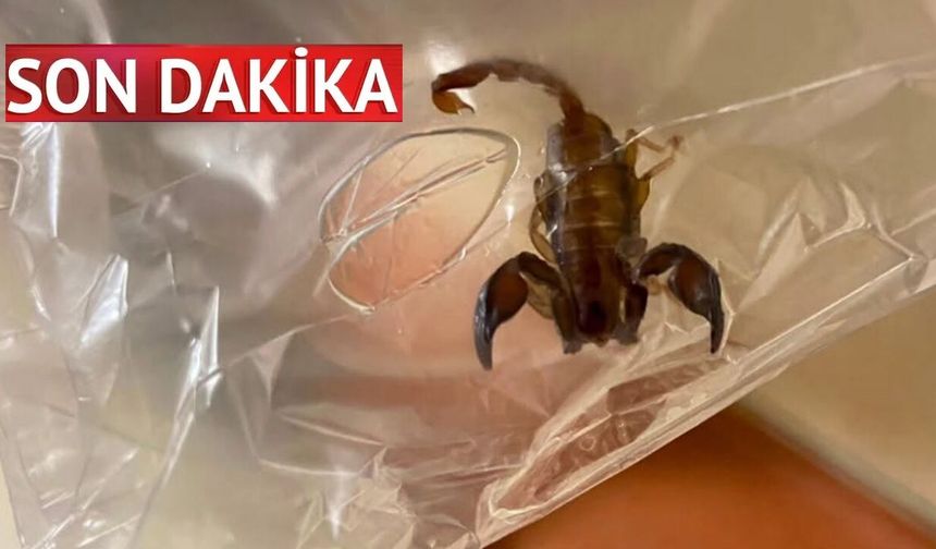 Son dakika: Kastamonu’da akrep paniği! Hastanelik etti