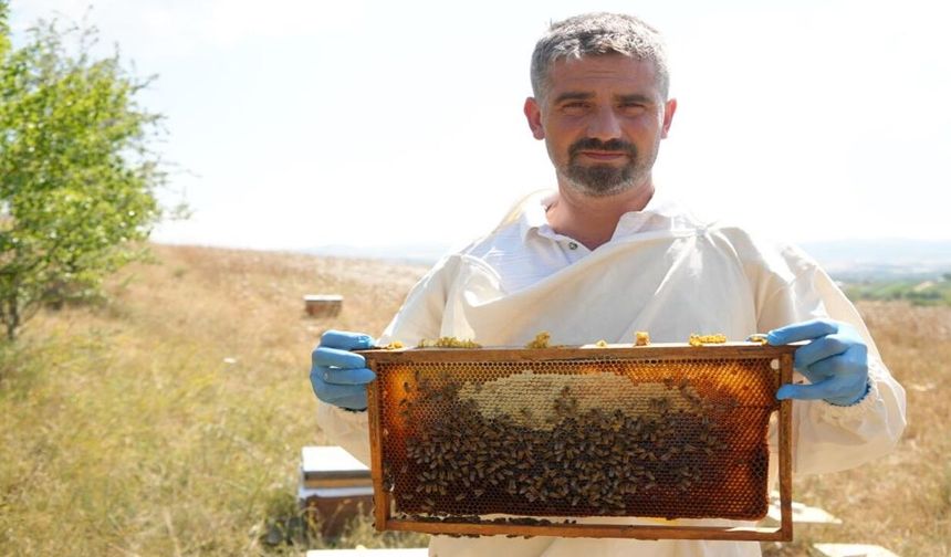 Kastamonu'da bahar yağışları bal üretimini vurdu