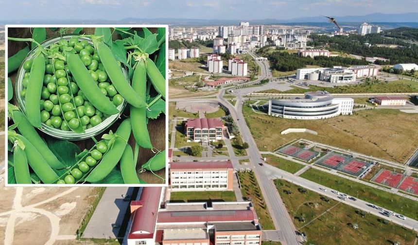 Kastamonu'da bezelye kabuklarından biyokömür üretilecek