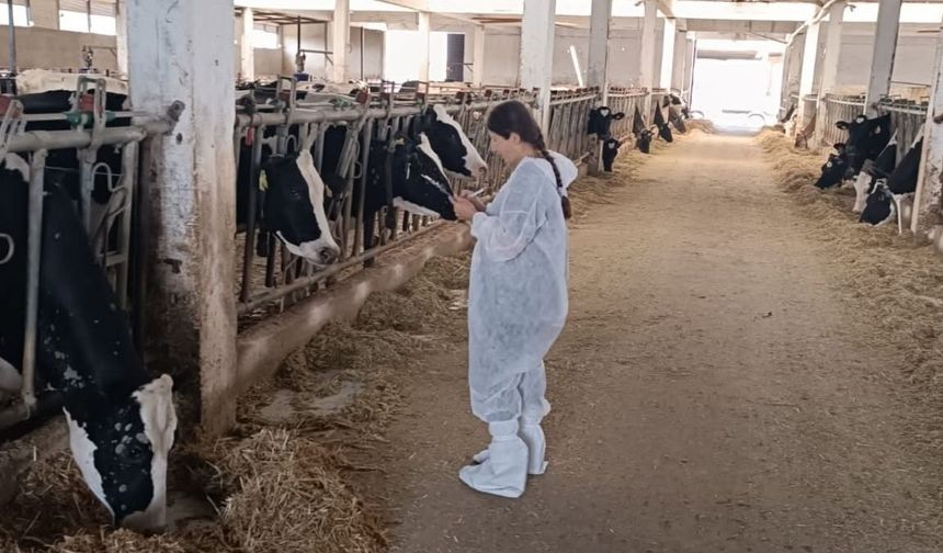 Kastamonu’da ithal sığırlar sağlık kontrolünden geçirildi