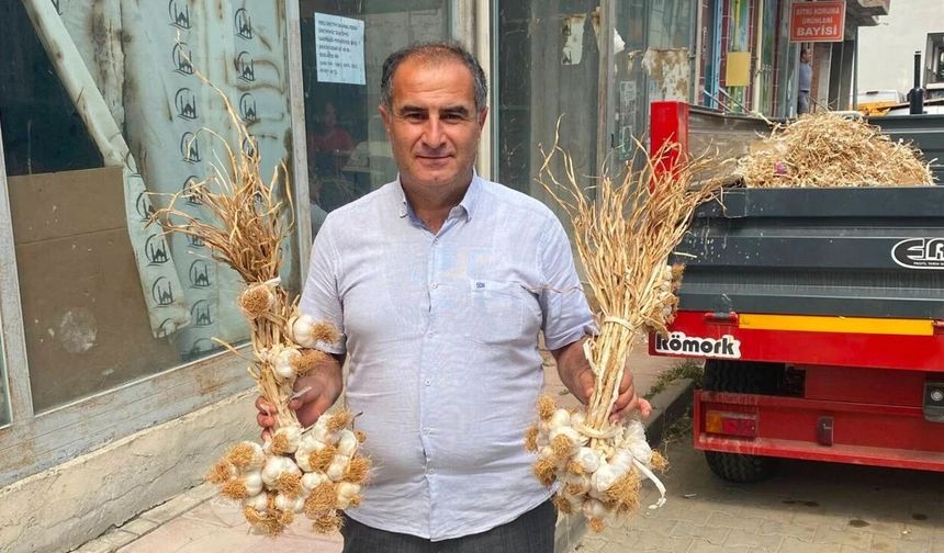 Taşköprü Sarımsağında alarm zilleri!