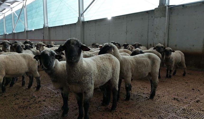 Kastamonu'nun yürüyen fabrikaları: 55 koyun 100 kuzu doğurdu