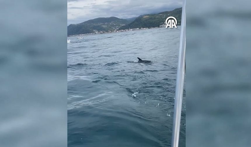 Kastamonu’da palamut avına yunuslar ortak oldu