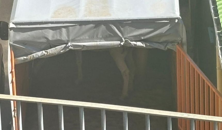 Büyükada’daki atlar Kastamonu’ya gönderiliyor: Adalılardan sevkiyata tepki