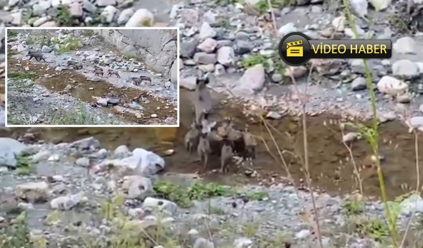 Kastamonu'da domuz ve yavruları kameraya yakalandı
