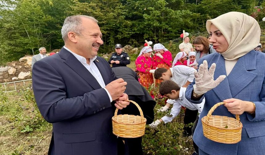 Kastamonu Milletvekili Uluay, Şenpazar'da aronya hasadına katıldı