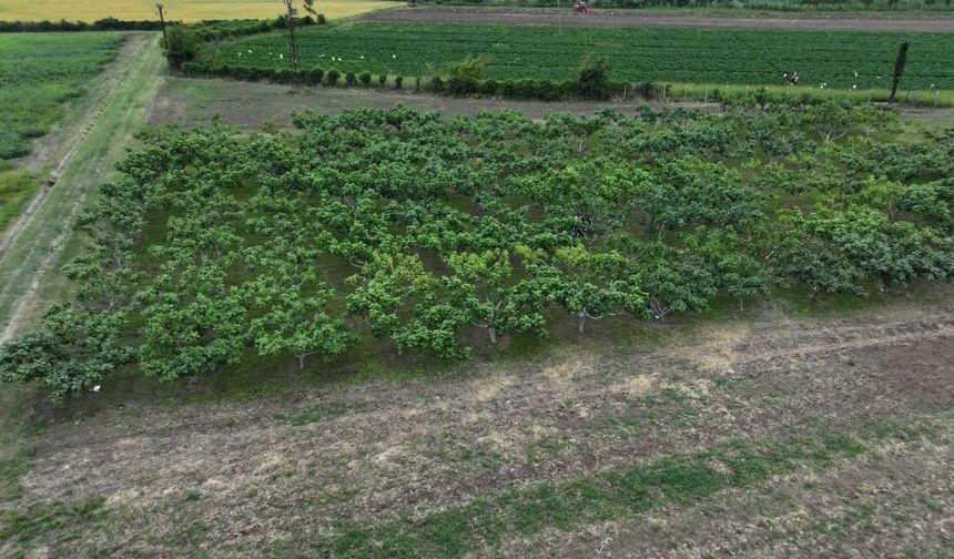 İncirde genetik miras korunuyor: Kastamonu da projede