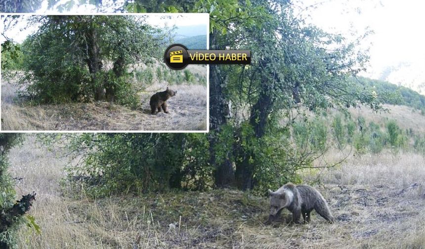 Ayılar armudun iyisini Kastamonu’da yedi: Armut mesaisi fotokapanda