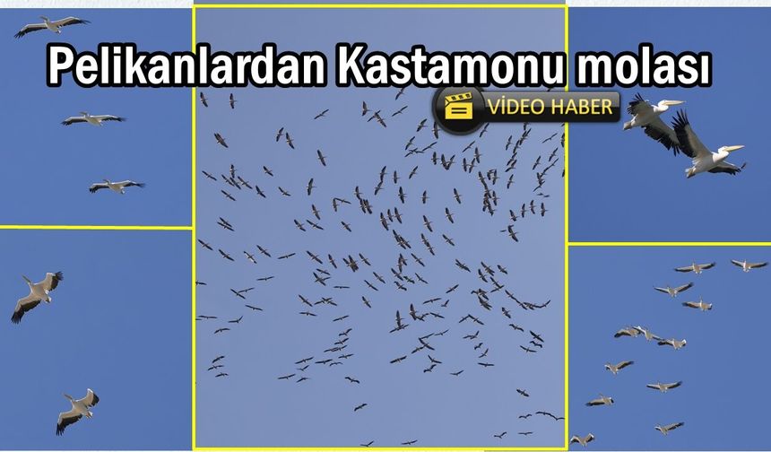 Göç yolculuğunda olan pelikanlar Kastamonu'da mola verdi