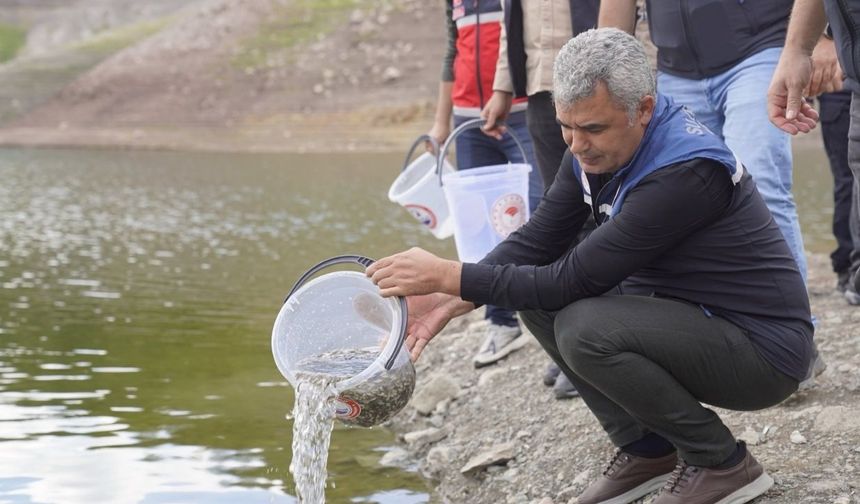 Kastamonu’daki balıklandırmada en büyük pay Taşköprü’nün