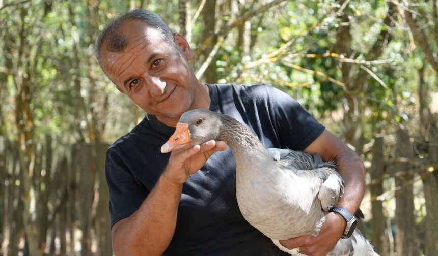 Kastamonu’da kaz çiftliği kurdu, siparişlere yetişemiyor