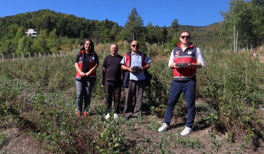Kastamonu’nun süper meyvesinde verim yüzde 50 arttı