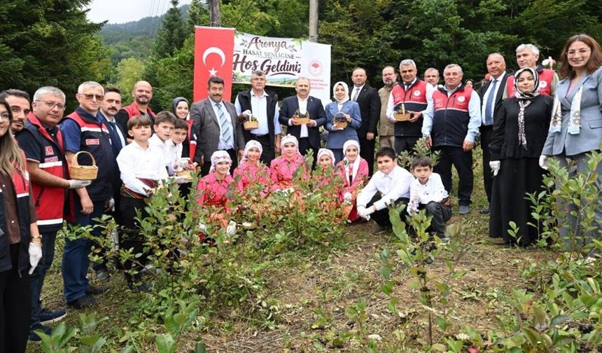 Şenpazar’da aronya hasadı başladı: Alternatif tarım ürünü yükselişte