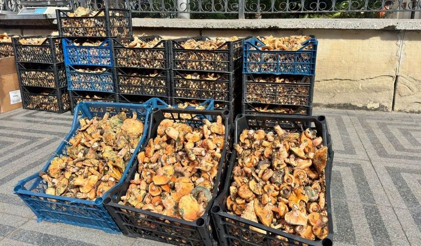 Taşköprü’de Kanlıca bolluğu fiyatı yarıya düşürdü