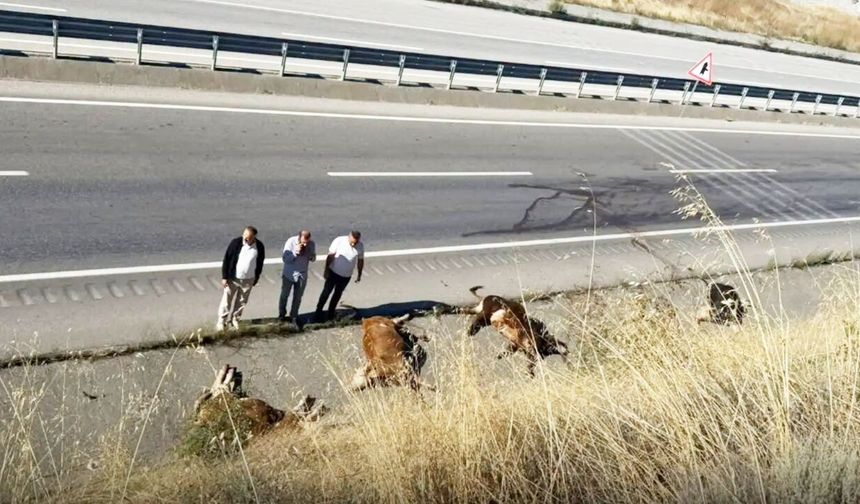 Kastamonu'da gece yarısı feci kaza: Tır alev aldı, hayvanlar yola savruldu